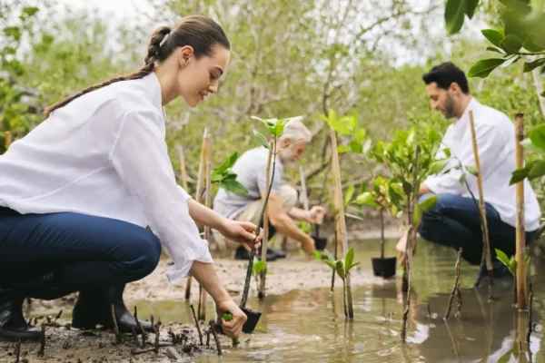 Three individuals engaged in planting young mangrove trees in a wetland area.